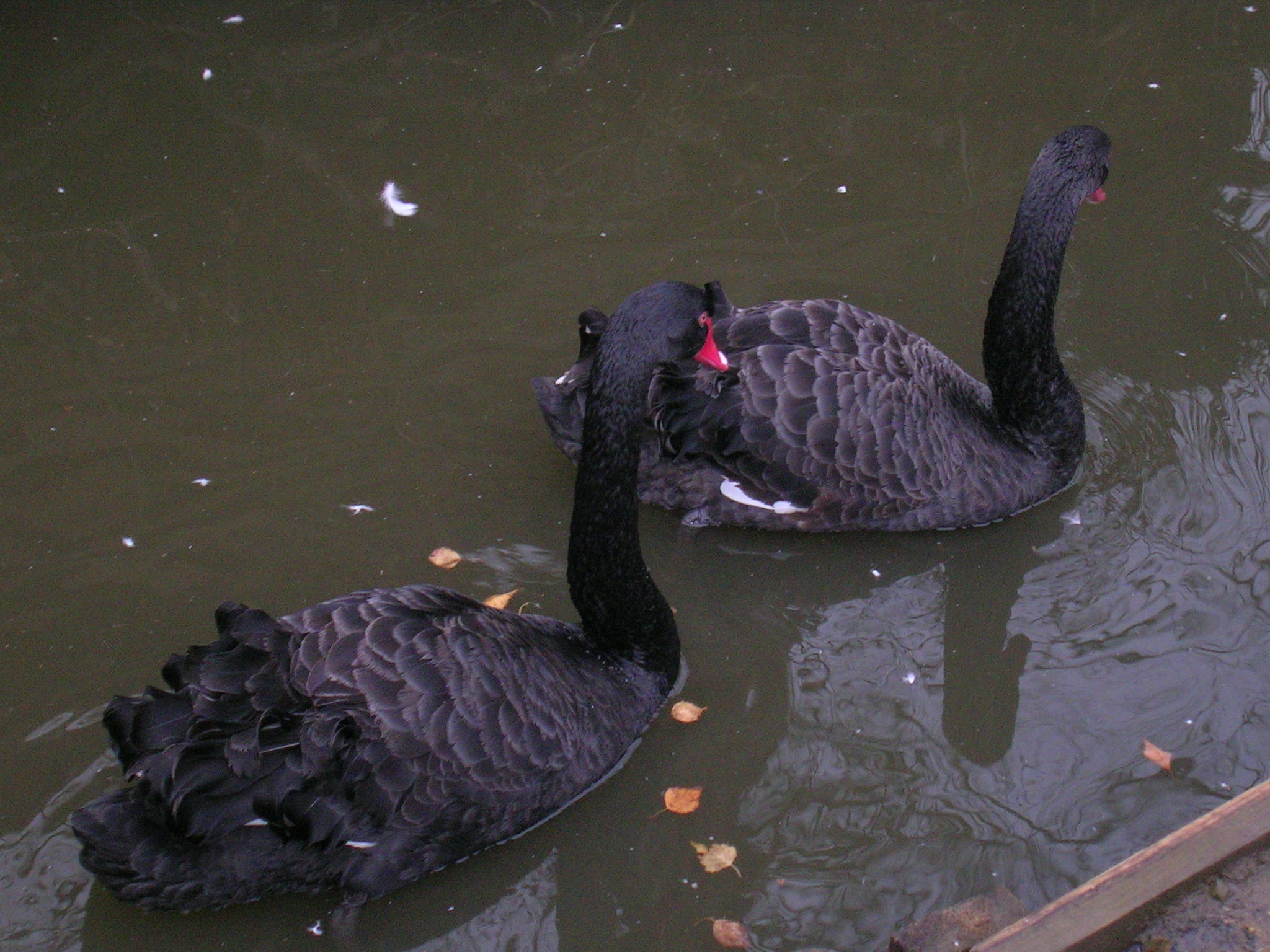 2006_25.11._pohr_kukajcch_vlk_abrna._034.jpg 2006_25.11._pohr_kukajcch_vlk_abrna._034.jpg