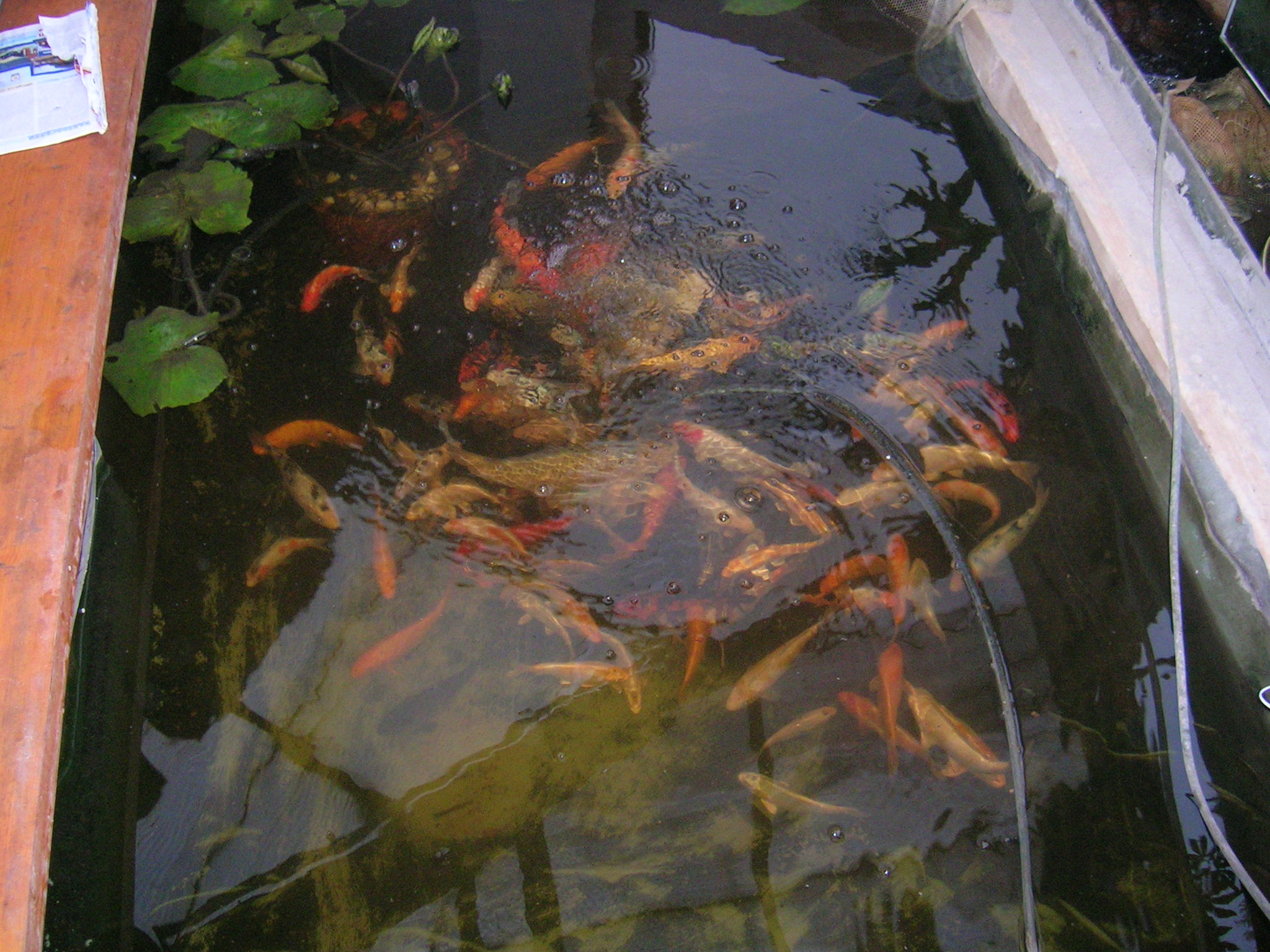 2006_25.11._pohr_kukajcch_vlk_abrna._026.jpg 2006_25.11._pohr_kukajcch_vlk_abrna._026.jpg